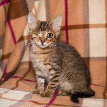 Котёнок в добрые руки, в Москве