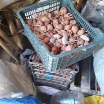 Семена 40р кг, в Стерлитамаке