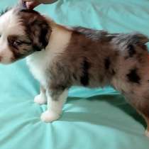 Щенок миниатюрной американской овчарки, в Санкт-Петербурге