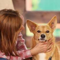 Рыжая маленькая лисичка Фокси в добрые руки, в Москве