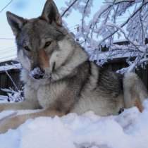 Щенок. Овчарка. Чехословацкий влчак, в Москве