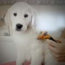 Уход за животными, в Москве