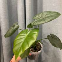 Комнатные цветы, в Новосибирске