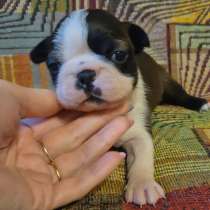 Щенки бостон терьера, в Казани