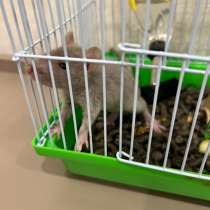 Отдам в Добрые руки, в Москве