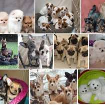 Питомник щенков Суздаль, в Муроме