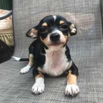 Chihuahua puppy for sale, в г.Нью-Йорк