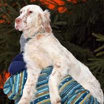 Английский сеттер щенки из элитного питомника, в Москве