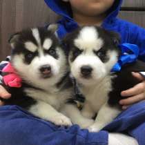 Черно-белые голубоглазые щеночки Хаски !!!!, в Череповце