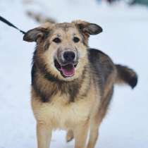 Молодая пушистая красавица Лиза ищет семью!, в Москве