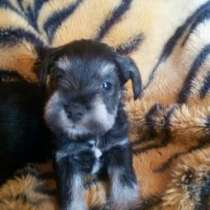 Щенки Цвергшнауцера, в Подольске