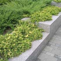Можжевельник китайский Expansa Variegata, в Волгограде