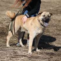 Отличный парень Бублик в поиске дома и семьи!, в Москве