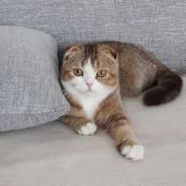 Продается шотландская вислоухая кошка в разведение, в г.Лимбург-на-Лане