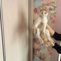 Котёнок в добрые руки, в Ростове-на-Дону