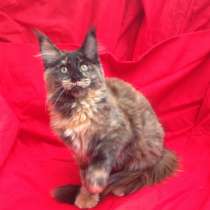 Котята породы Мейн-Кун, в Москве