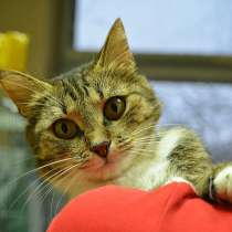 Игривая Аника в поисках любящего хозяина, в Москве