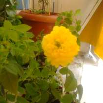 Цветы домашнии. Розы. Фиалки, в Москве