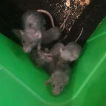 Продаю дикоротивных крысят порода голубая, в Сергиевом Посаде