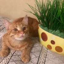Дениска - ласковое солнышко рыжий кот в добрые руки, в г.Москва