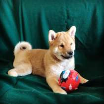 Шибу (Сибу)- Ину, в Москве