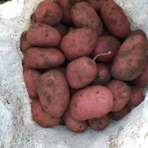 Картофель розовая, в Коломне