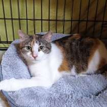 Обратите внимание на нашу милую девочку Мусю!, в Москве