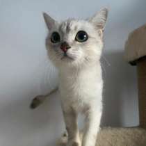 Котенок британской серебристой шиншиллы Ламия в дар, в Москве