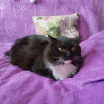 Пушистая красивая кошка ищет дом, в Москве