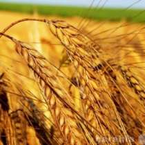 Продам пшеница, в Краснодаре