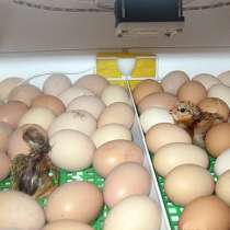 Цыплята, яйца инкубационные, в Санкт-Петербурге