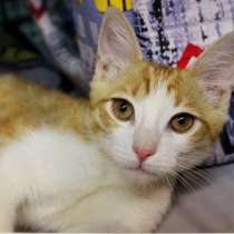 Маленький Тигр ищет любящих хозяев, в Москве