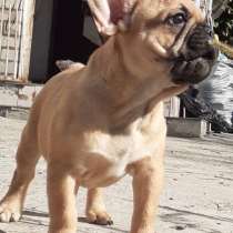 Чистокровные щеночки Французского Бульдога, в Хабаровске