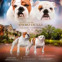 Суперкрасивые щенки бульдога от родителей чемпионов, в Москве