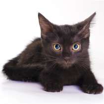 Черный жемчуг - котёнок Марс ищет заботливых хозяев, в Москве
