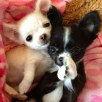 Чихуахуа Саратов, в Саратове