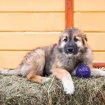 Щенок в добрые руки Дамиан, в Санкт-Петербурге