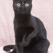Черная котенок-девочка Сильвия в добрые руки, в г.Москва