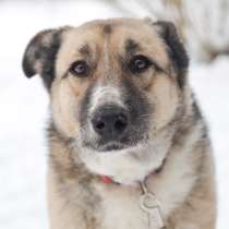 Алиса-драмактриса ищет дом!, в Москве