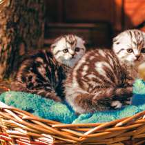 Роскошные котята scottish fold с родословной, в г.Саратов
