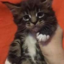 Мейнкун котята с документами, в Москве