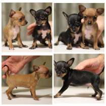 Той-терьер Твери, в Твери