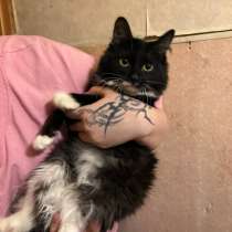 Отдам кошек в хорошие руки??, в Якутске
