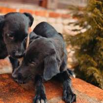 Два чудесных щеночка (девочки) ищут дом!, в Москве