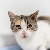 Изящная кошечка Афина ищет семью, в Москве