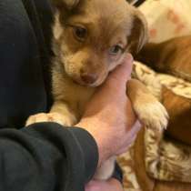 Отдаю в добрые руки, девочка мама тойтерьер, в Москве