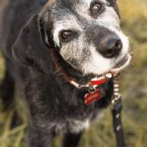 Спокойная мудрая Джулия ищет теплый уголок!, в Москве