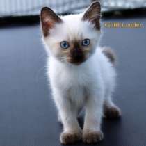 Той-боб редкая порода, в Москве