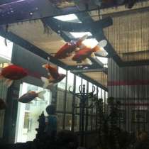 М. Кожуховская. Предлагаем помещение столовой 136,8 м. кв, в Москве