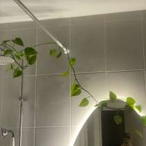 Лиана, в Новосибирске